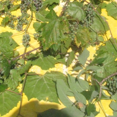 Flour Resist Using Local Grape Vines